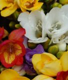 Freesia 