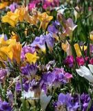 Freesia 