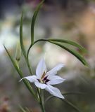 Acidanthera murielae (Gladiolus callianthus) - Abessinische Gladiole