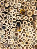 Schwegler Insektennistschilf aus Schilf