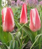 Tulipa kaufmanniana Hearts Delight