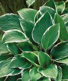 Hosta fortunei "Francee" (Weirand-Funkie)