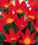 Tulipa kaufmanniana Scarlet Baby