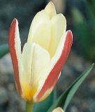 Tulipa kaufmanniana The First