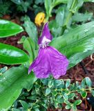 Roscoea auriculata (Ohrblttrige Scheinorchidee)