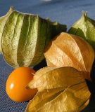 Andenbeere - Physalis peruviana edulis