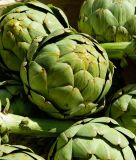 Artischocke "Vert de Provence / Green Globe" - Cynara scolymus