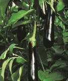 Aubergine "Sultane F1" - Solanum melongena