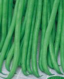 Buschbohne "Delinel" - Phaseolus vulgaris var. nanus