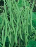 Buschbohne "Maxi" - Phaseolus vulgaris var. nanus