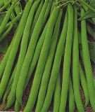 Buschbohne "Primel" - Phaseolus vulgaris var. nanus