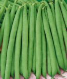 Buschbohne "Saxa" - Phaseolus vulgaris var. nanus