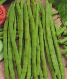 Stangenbohne "Neckarknigin" - Phaseolus vulgaris var. vulgaris