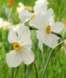 Narcissus poeticus "Actaea" - Dichternarzisse