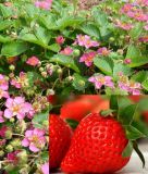 Erdbeere "Rosana F1" - Fragaria x ananassa