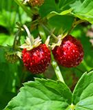 Monatserdbeere "Rgen" - Fragaria vesca semperflorens