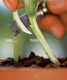 Feigenblattkrbis "F1-Hybride"- Cucurbita maxima x moschata (frher C. ficifolia)