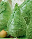 Spitzkohl "Filderkraut" - Brassica oleracea var. capitata alba