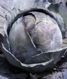 Rotkohl "Marner Frhrot" - Brassica oleracea var. capitata rubra