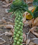 Rosenkohl "Hilds Ideal" - Brassica oleracea var. gemmifera