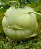 Kohlrabi "Superschmelz" - Brassica oleracea var. gongylodes