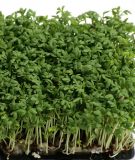 Gartenkresse "Sprint" - Lepidium sativum