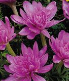 Colchicum "Waterlily" - Herbstzeitlose