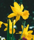 Narcissus cyclamineus "Peeping Tom" - Alpenveilchen-Narzisse