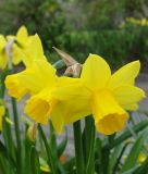Narcissus cyclamineus "Tte  Tte" - Alpenveilchen-Narzisse