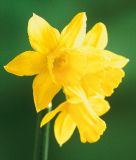 Narcissus cyclamineus 