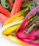 Mangold "Bright Lights" - Beta vulgaris convar. cicla