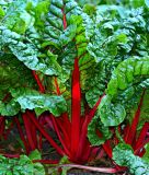 Mangold "Rhubarb Chard/Vulkan" - Beta vulgaris convar. cicla