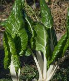 Mangold "White Silver 3" - Beta vulgaris convar. cicla