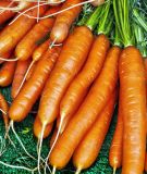 Mhren "Nantaise 2" - Daucus carota ssp. sativus