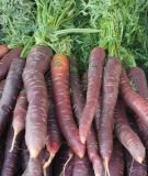 Mhren "Purple Haze F1" - Daucus carota ssp. sativus