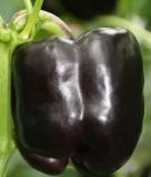 Paprika "Beluga Purple F1" - Capsicum annuum