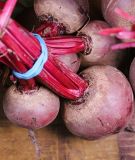 Rote Rbe "Rote Kugel 2" - Beta vulgaris var. vulgaris