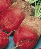 Futterrbe "Eckdorot" - Beta vulgaris var. rapacea