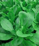 Feldsalat "Verte de Cambrai" - Valerianella locusta
