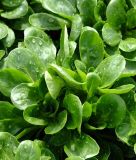 Feldsalat "Vit" - Valerianella locusta