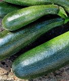 Kletterzucchini "Black Forest F1" - Cucurbita pepo