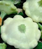 Patisson-Krbis / Squash "Custard White (Ufo)" - Cucurbita pepo