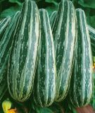 Zucchini "Coucourcelle (Cococelle von Tripolis)" - Cucurbita pepo