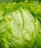 Eissalat "Calmar" - Lactuca sativa var. capitata