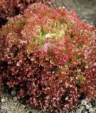 Pflcksalat "Lollo Rossa" - Lactuca sativa var. crispa