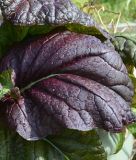 Asia-Salat "Bloody Mary" - Brassica juncea