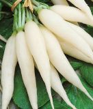 Radies "Eiszapfen, Spezialzucht" - Raphanus sativus var. sativus