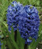 Hyacinthus orientalis "Blue Jacket"