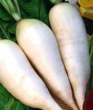 Rettich "Ovale blanc de Munich" ("Münchner Bier") Raphanus sativus var. niger