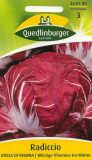 Radicchio "Rossa di Verona" - Cichorium intybus